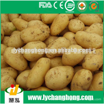 2014 Batata fresca da alta qualidade do vendedor 80-150g / 100-200g / 200g acima